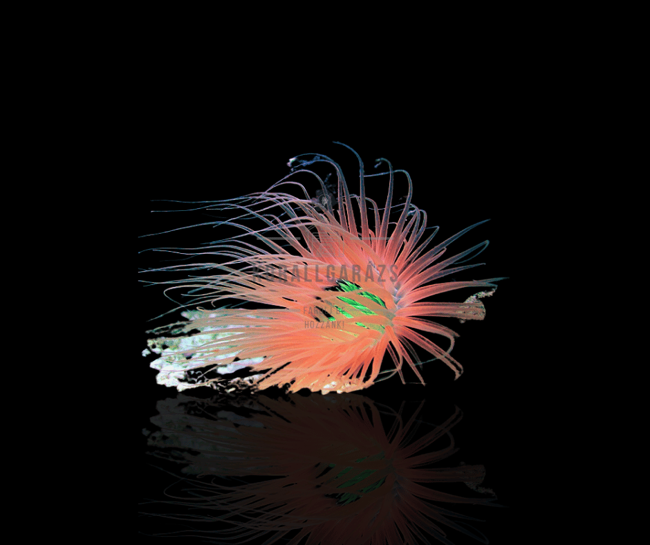 Pachycerianthus (orange)